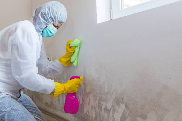 Mold Remediation for Rental Properties in Hudson, NY